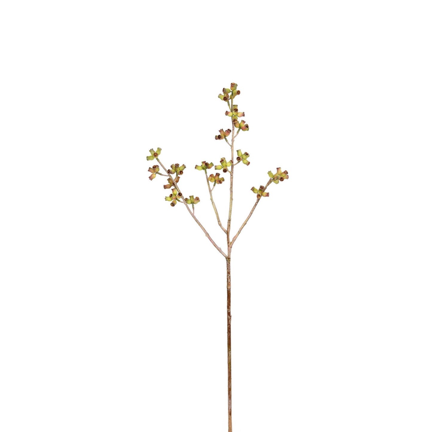 Eucalyptus Pod Stem 28 Inch