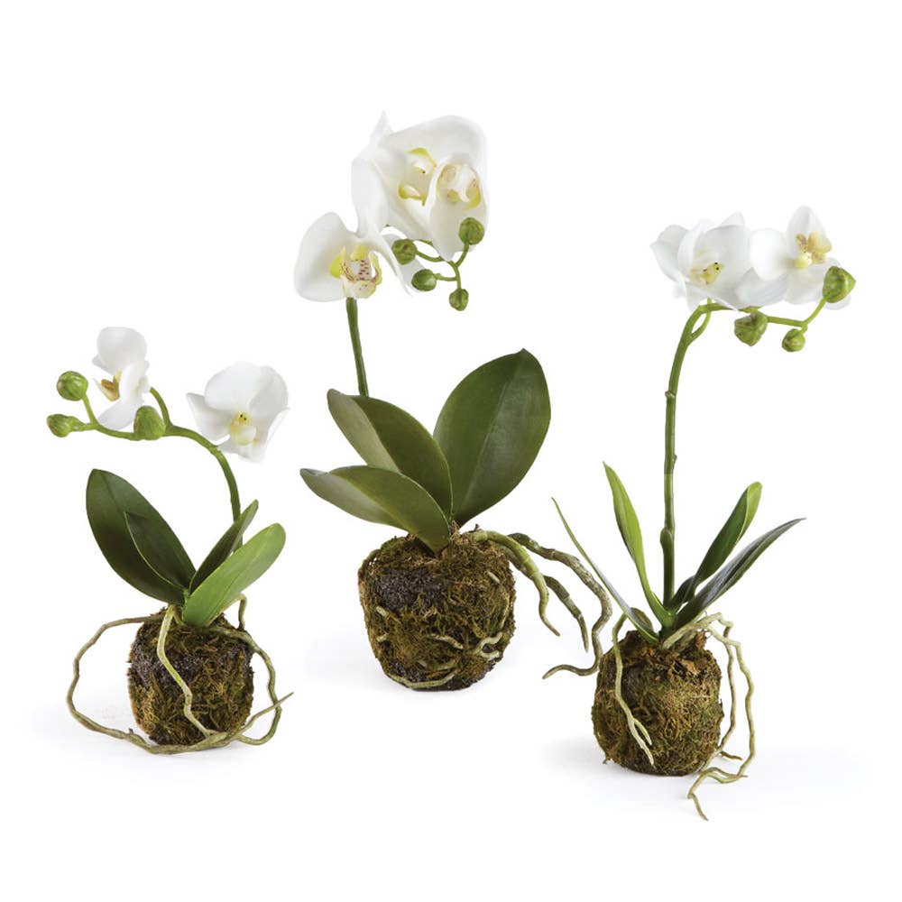 Orchid Drop-In