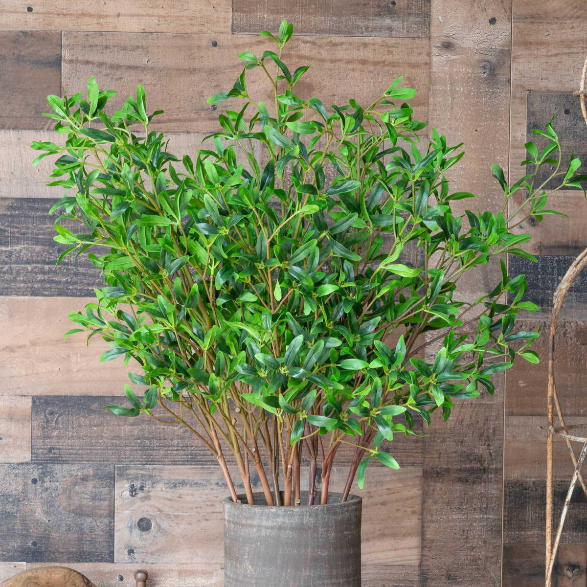 Coprosma Kirkii Spray 33 Inch