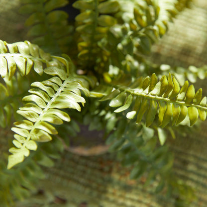 Boston Fern Drop