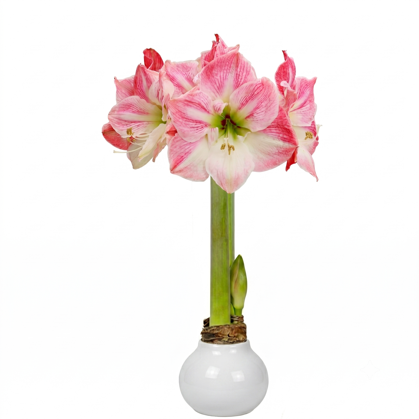 SUMMER!!! Cherry Blossom White Wax 36+ 18 Bulbs/Crate