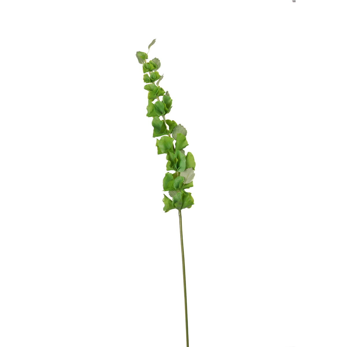 Bells Of Ireland Stem 37 Inch