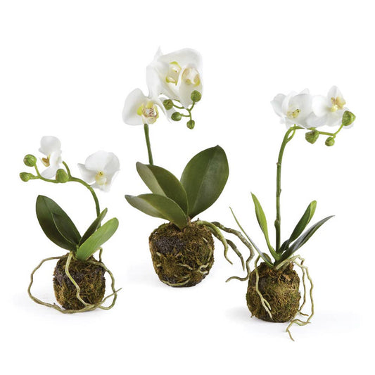 Orchid Drop-In