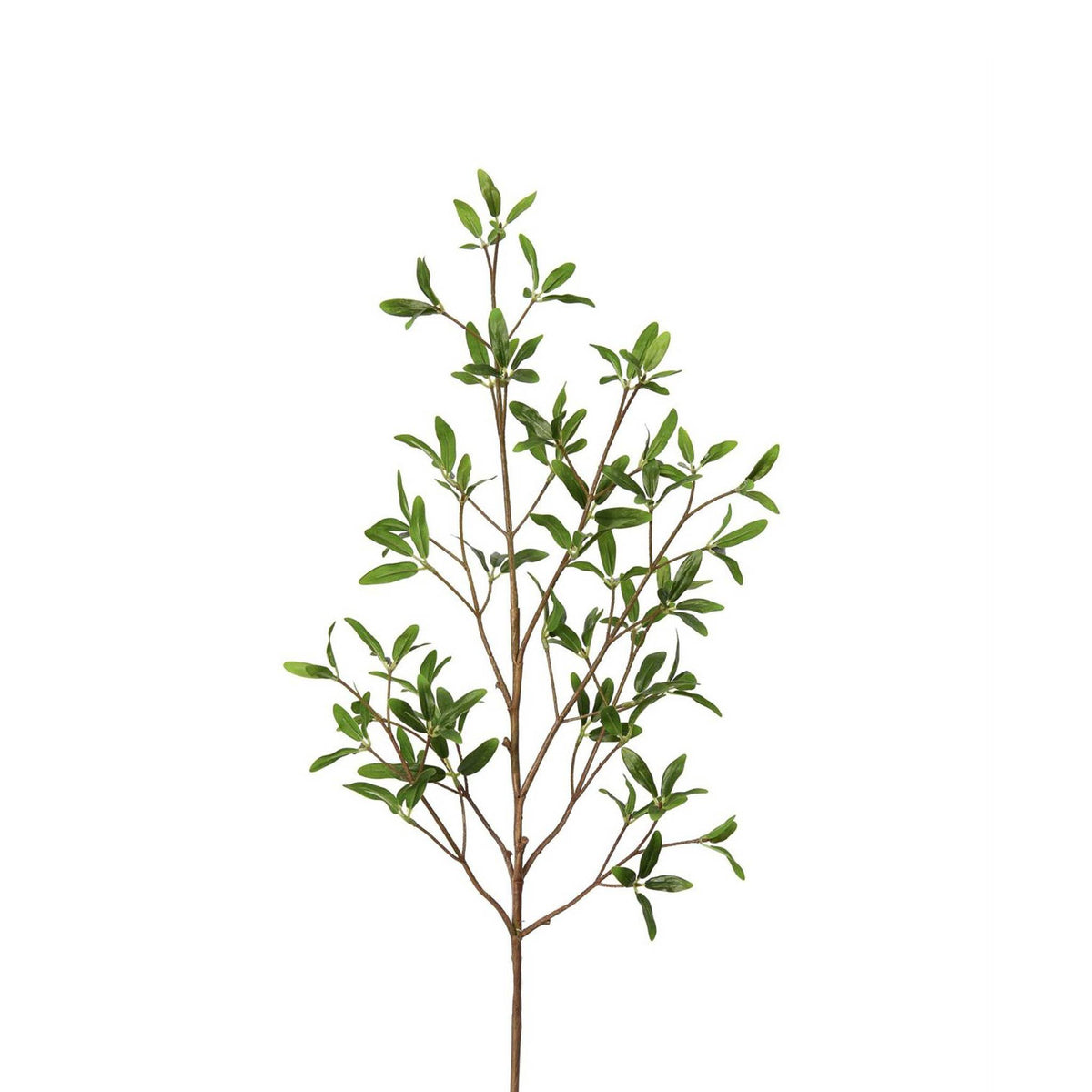 Coprosma Kirkii Spray 33 Inch