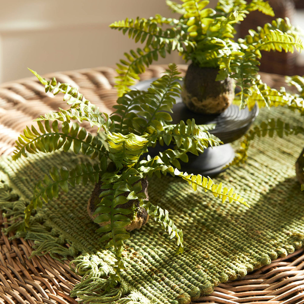 Boston Fern Drop