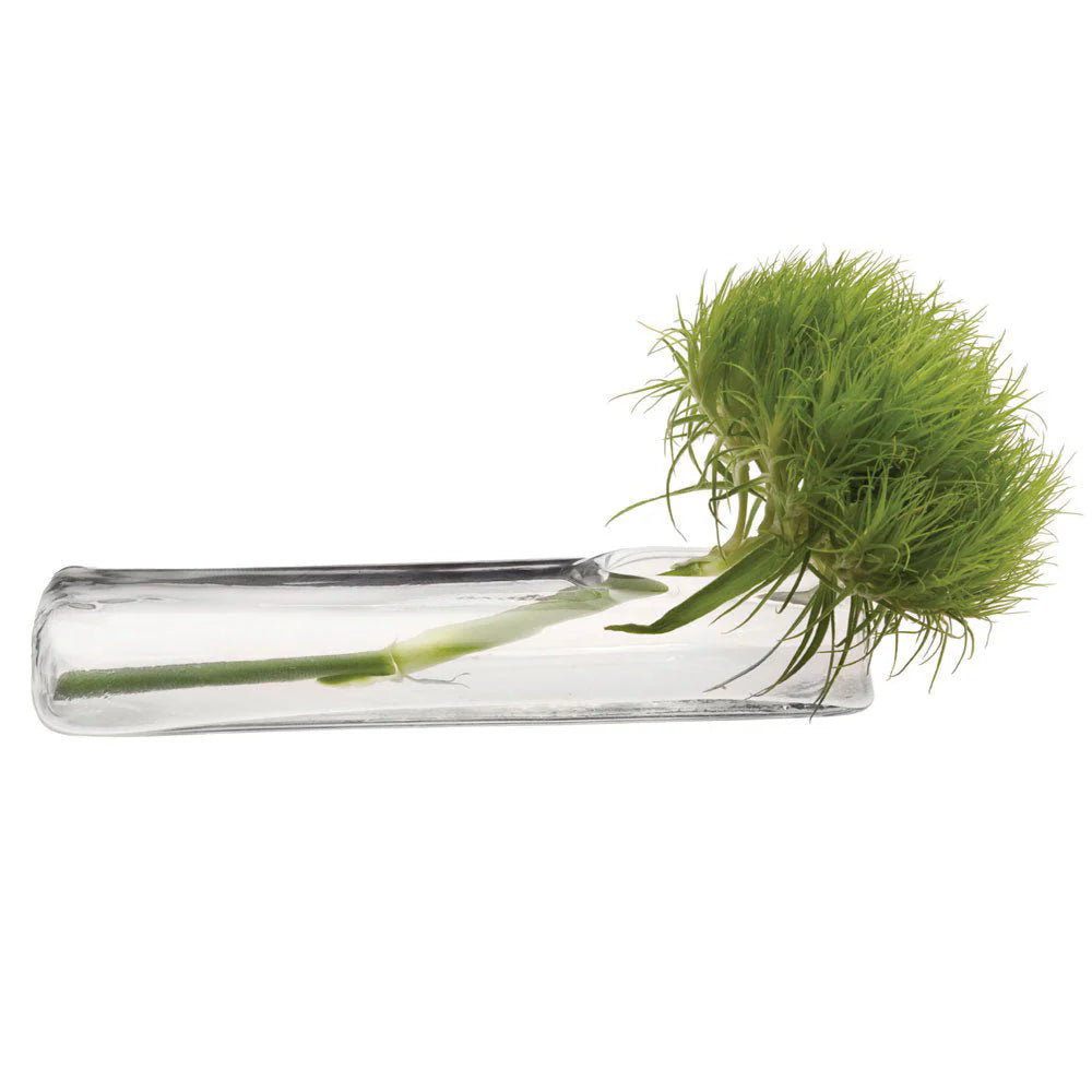 Test Tube Glass Bud Vase