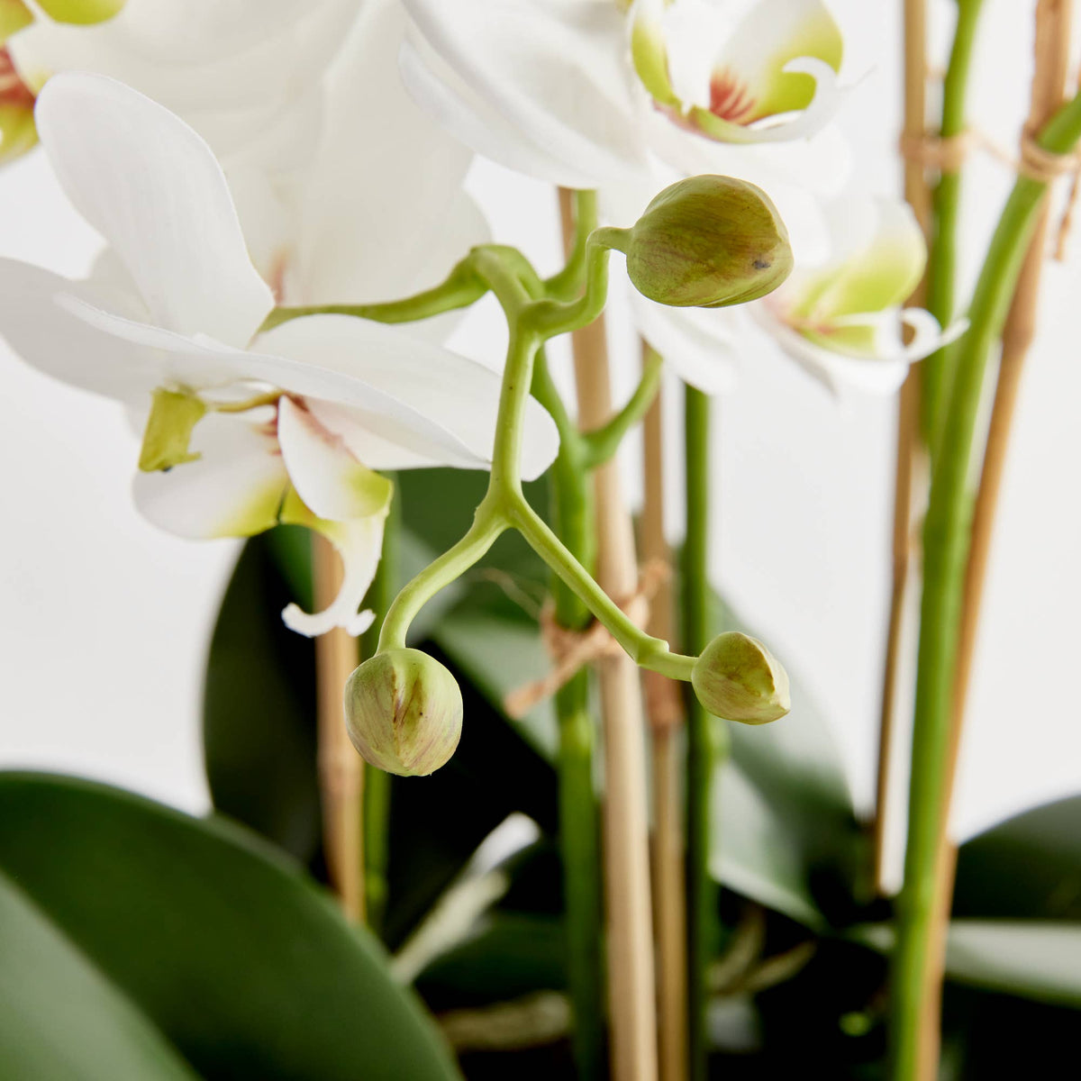 Orchid Bowl 20 in.