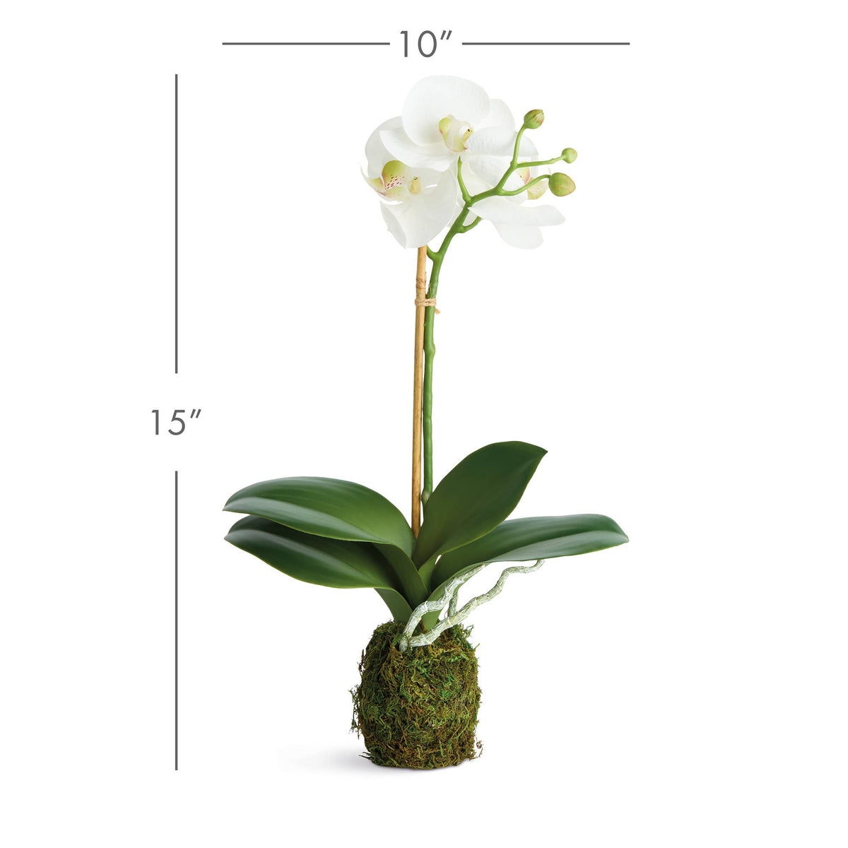 Orchid Drop-In