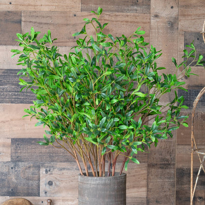 Coprosma Kirkii Spray 33 Inch