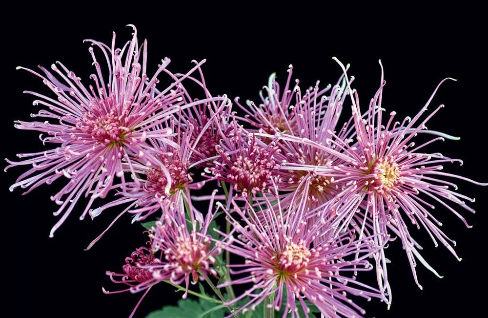 Chrysanthemums : Beautiful Varieties for Home and Garden Book