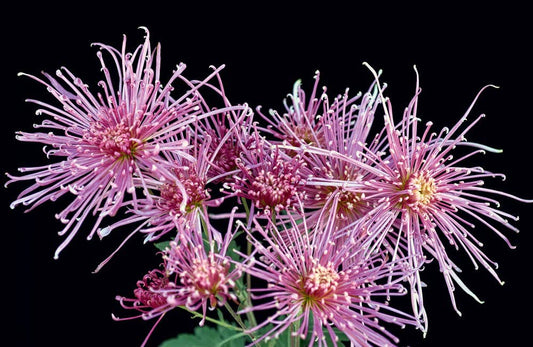 Chrysanthemums : Beautiful Varieties for Home and Garden Book