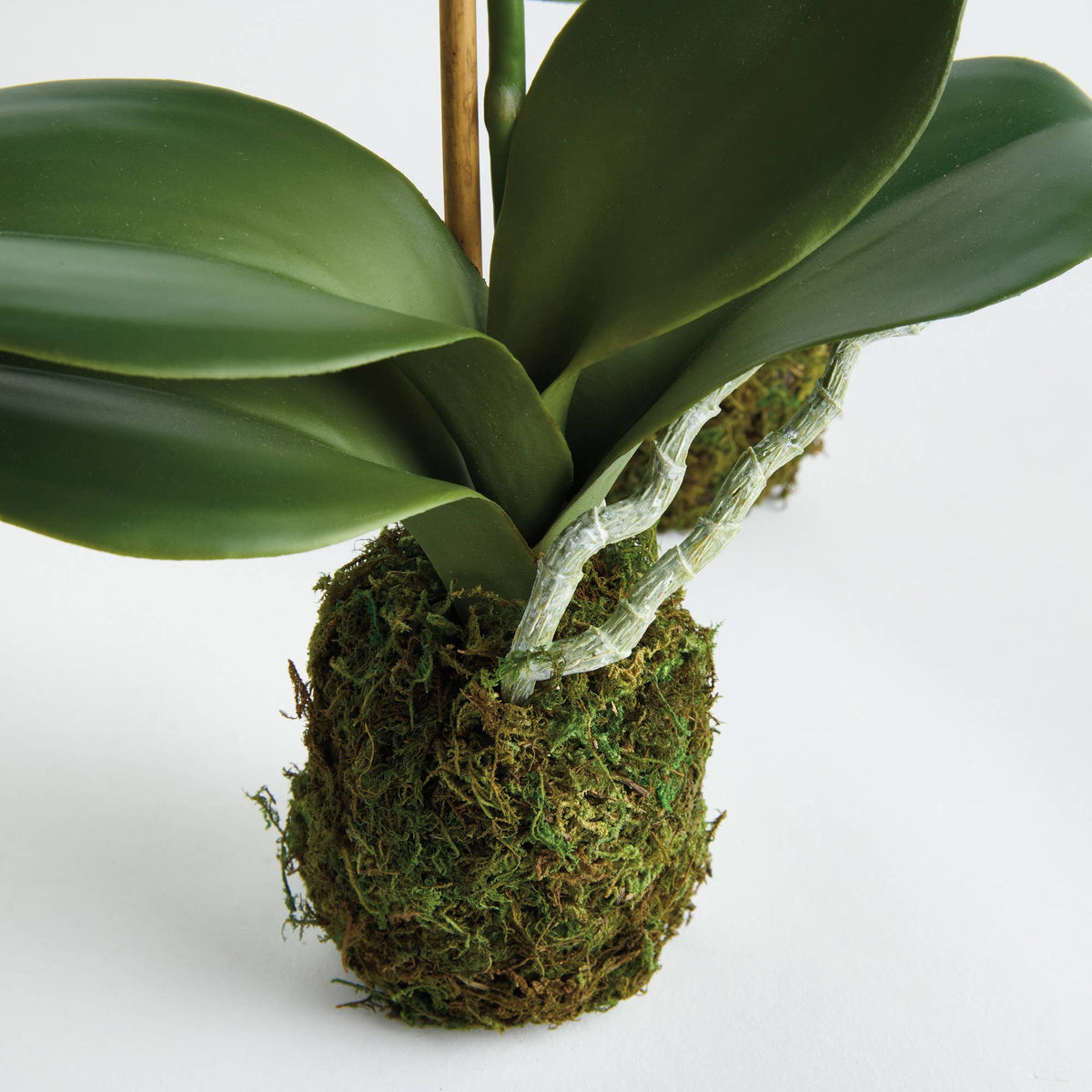 Orchid Drop-In
