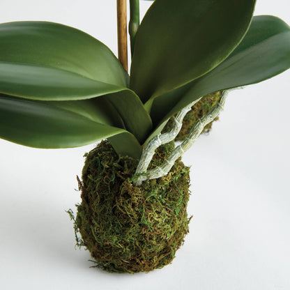 Orchid Drop-In
