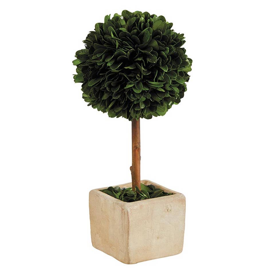 Topiary Square Boxwood - Small
