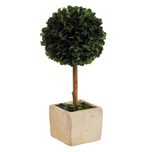 Topiary Square Boxwood - Small
