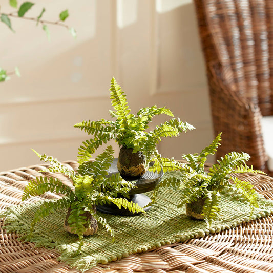 Boston Fern Drop