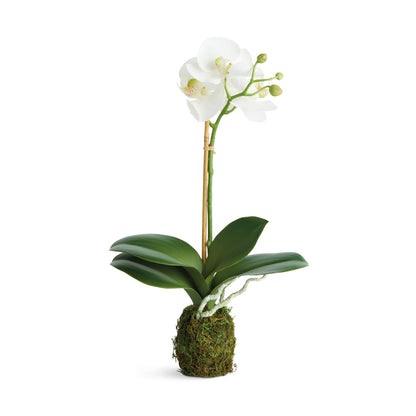 Orchid Drop-In