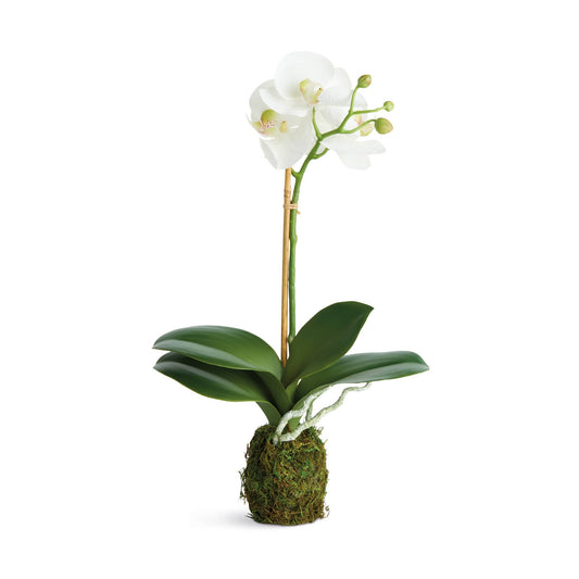 Orchid Drop-In
