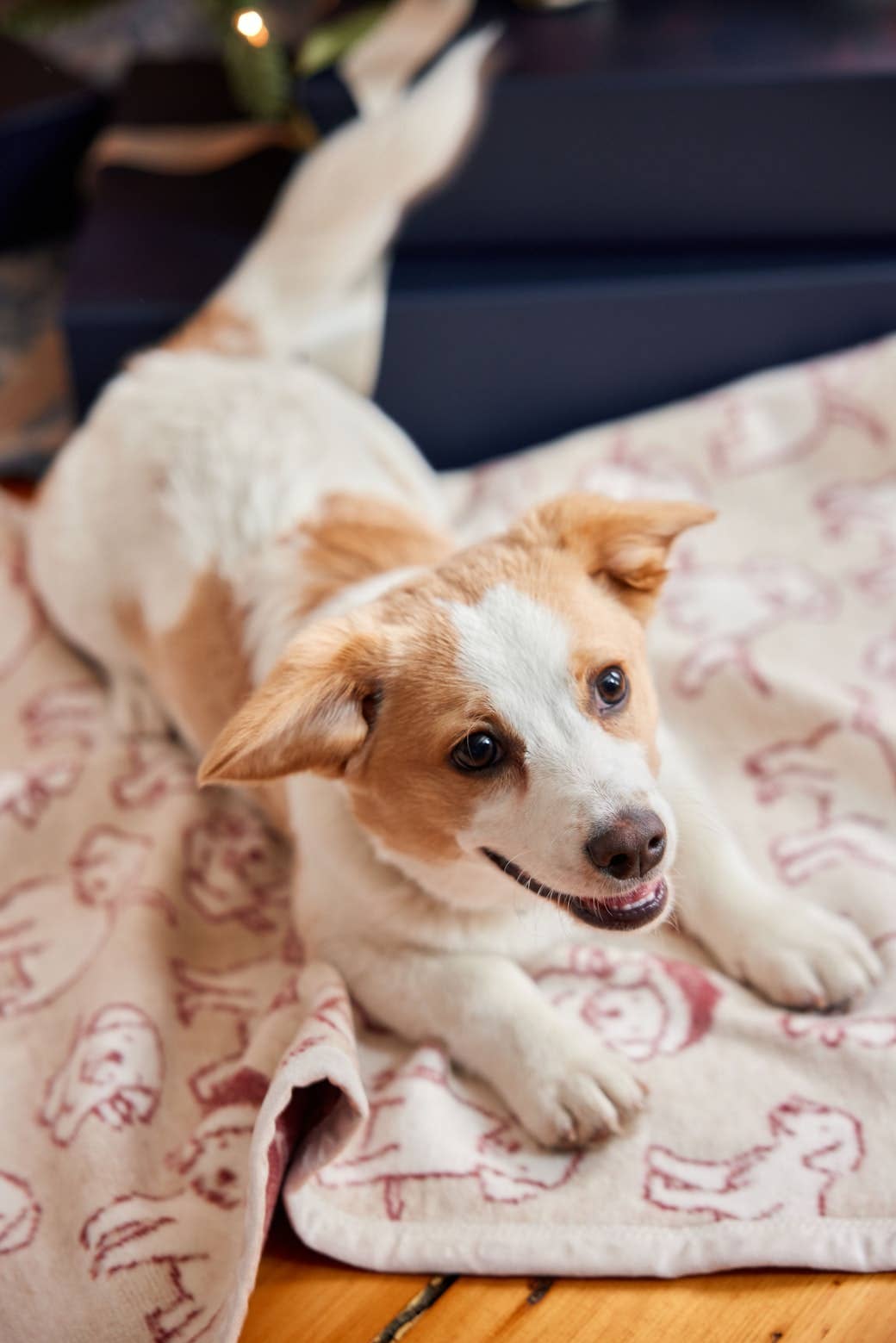 Santa Puppies Mini Blanket: Mini