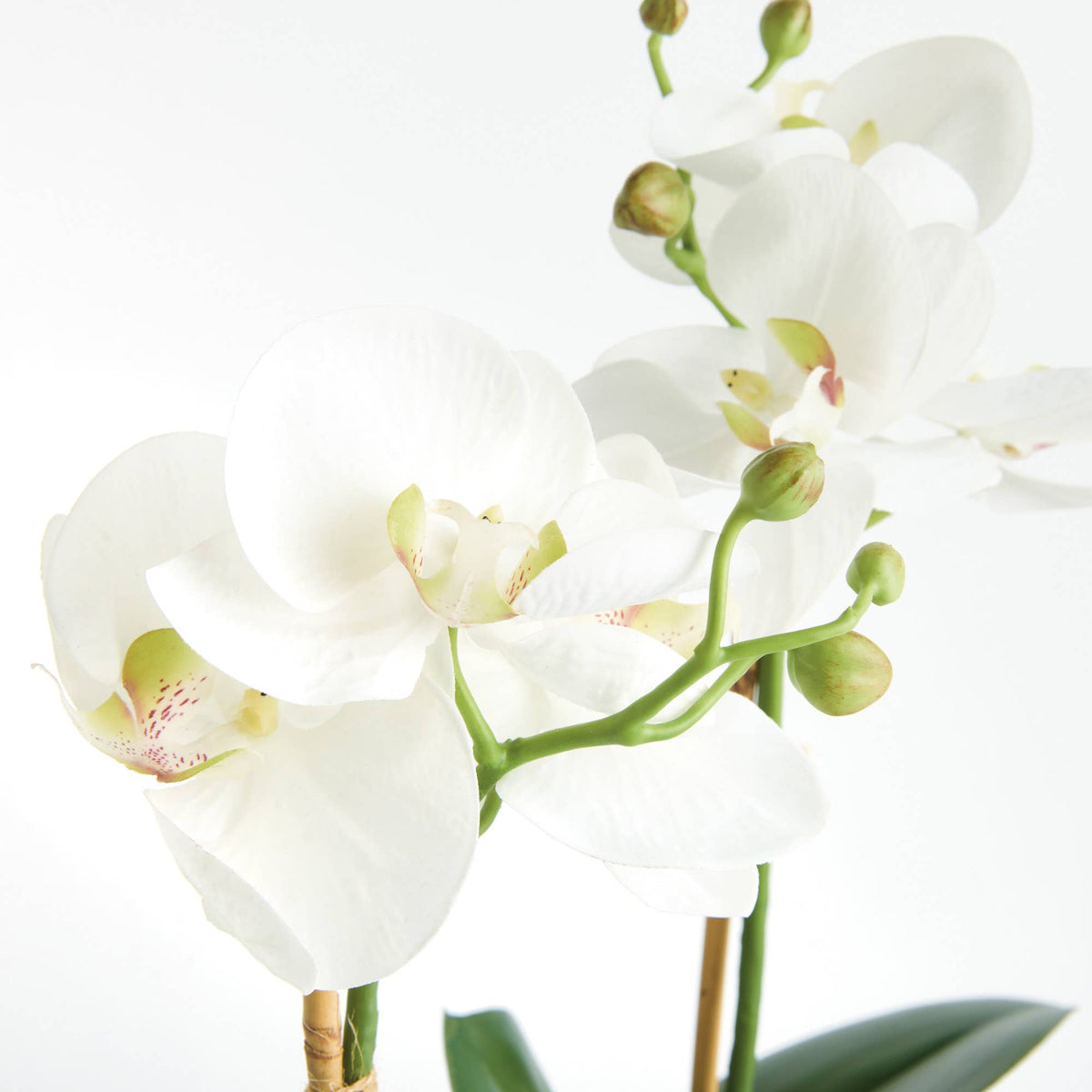 Orchid Drop-In