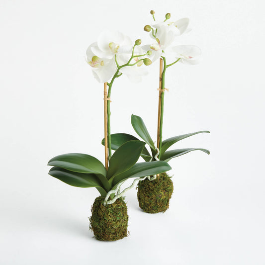 Orchid Drop-In