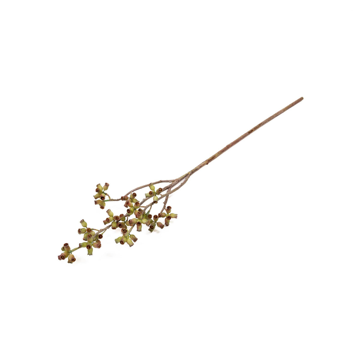 Eucalyptus Pod Stem 28 Inch
