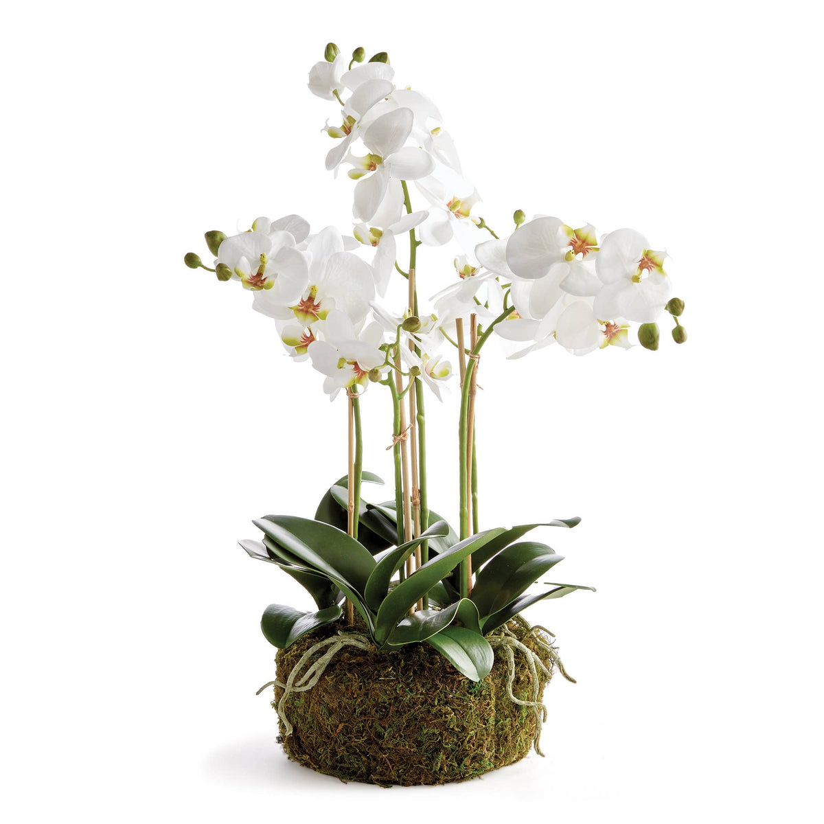 Orchid Bowl 20 in.