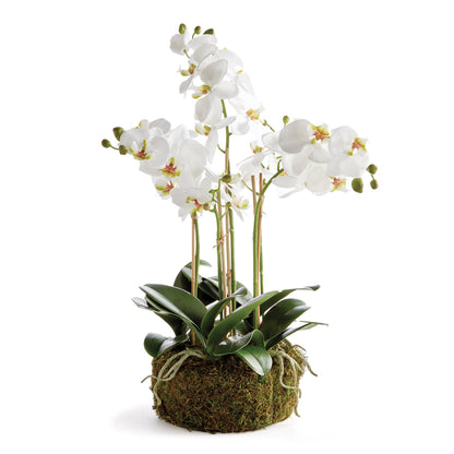 Orchid Bowl 20 in.