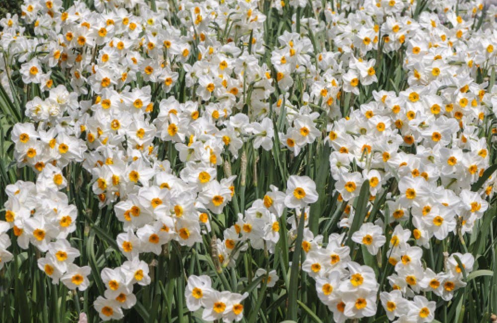 Daffodils: Beautiful Varieties for Home and Garden Book