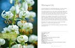 Lilies: Beautiful Varieties for Home & Garden Book