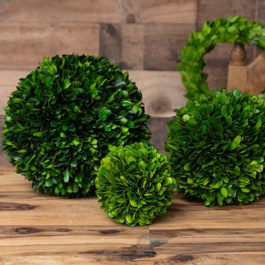 Preserved Boxwood Ball - 4 Inch