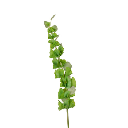 Bells Of Ireland Stem 37 Inch