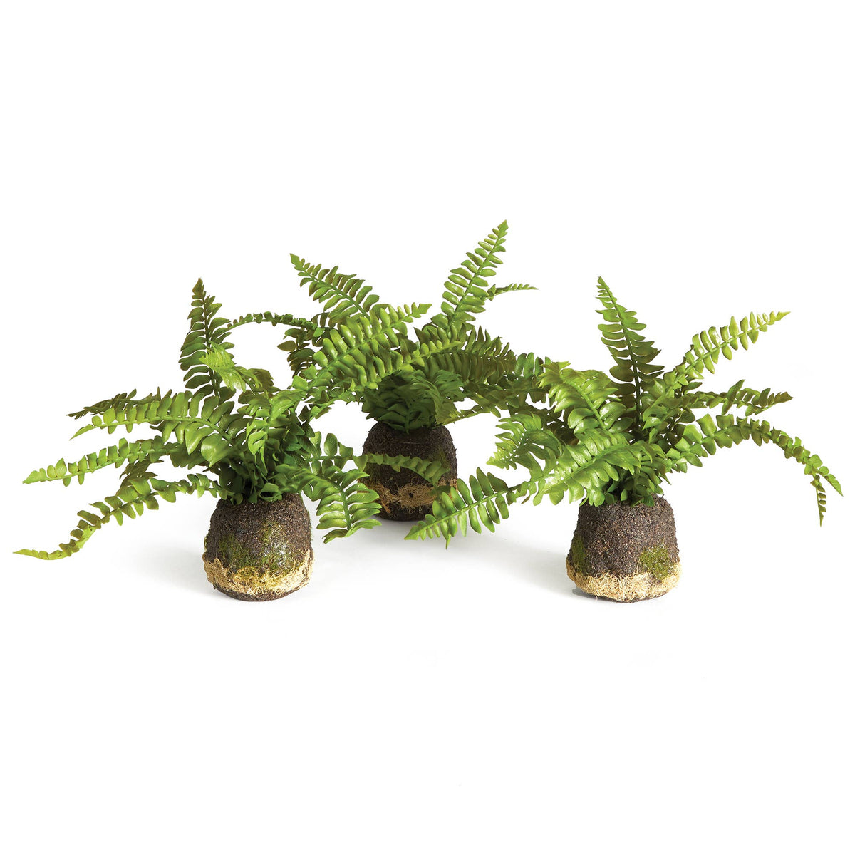 Boston Fern Drop