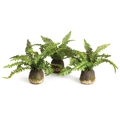 Boston Fern Drop