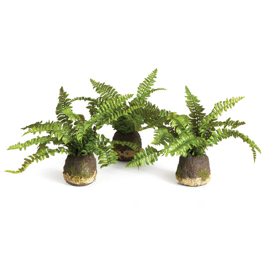 Boston Fern Drop