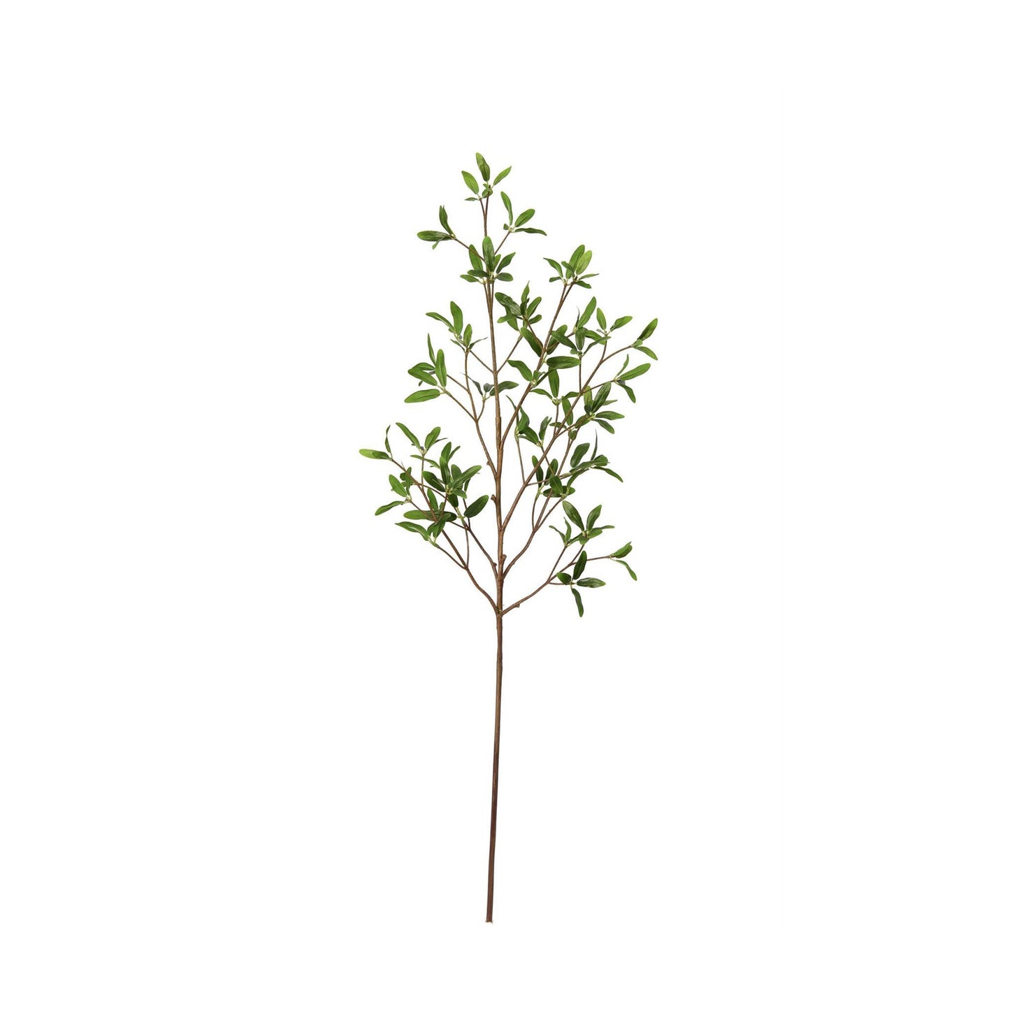 Coprosma Kirkii Spray 33 Inch