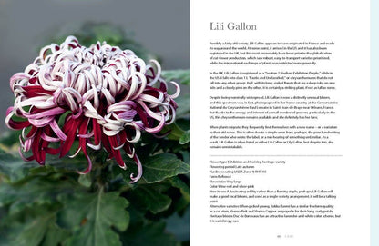 Chrysanthemums : Beautiful Varieties for Home and Garden Book
